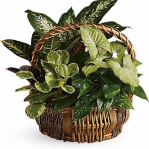 Great Garden Basket