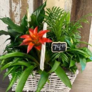 Orange Burst Comfort Planter