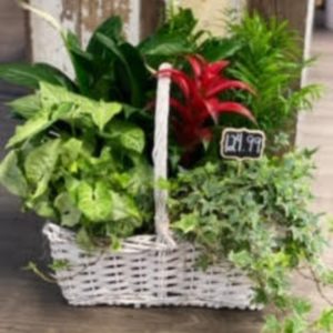 Burst of Red Planter