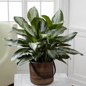 The FTD® Chinese Evergreen