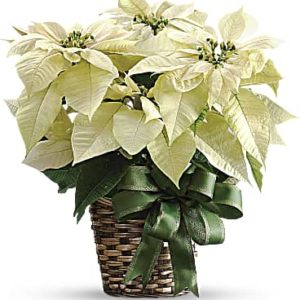 White Poinsettia