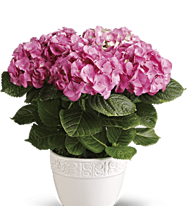 Happy Pink Hydrangea