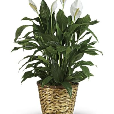 <p>Also know as the peace lily, this elegant plant featuring dark green leaves and delicate white blossoms makes a perfect gift for almost any occasion. Low maintenance and known for its indoor beauty and ability to clear the air of contaminants, this medium spathiphyllum is delivered in a charming 8" woven wicker basket.</p>